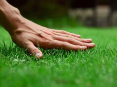 How Much Do Lawncare Practices Affect Your Home Security?